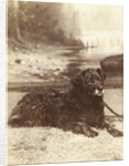 Portrait of a dog who saved the life of W.A. Blokhuis in the fire at his factory at night on 20-21 July 1886 by Abraham Koorenhoff