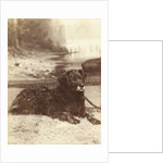 Portrait of a dog who saved the life of W.A. Blokhuis in the fire at his factory at night on 20-21 July 1886 by Abraham Koorenhoff