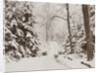 snowy forest by Henry Pauw van Wieldrecht