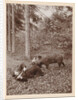 Maarten Pauw van Wieldrecht with dagger efflorescent against offensively (set up) wild boar by Henry Pauw van Wieldrecht