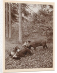 Maarten Pauw van Wieldrecht with dagger efflorescent against offensively (set up) wild boar by Henry Pauw van Wieldrecht