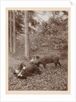 Maarten Pauw van Wieldrecht with dagger efflorescent against offensively (set up) wild boar by Henry Pauw van Wieldrecht