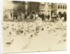 American tourists wearing pigeons in Piazza San Marco, Venice, Italy by Anonymous
