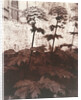 Study of Plants by Eugène Atget