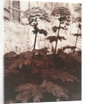 Study of Plants by Eugène Atget
