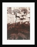 Study of Plants by Eugène Atget