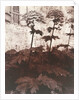 Study of Plants by Eugène Atget