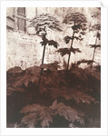 Study of Plants by Eugène Atget