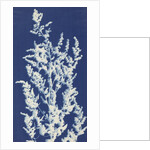 Lamb's Quarters or White Goosefoot by Bertha E. Jaques