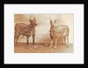 Portrait two dogs toymaker with advertising copy for perfumeries by Anonymous