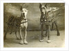 Portrait two dogs toymaker advertising texts Turman cigarettes by Anonymous