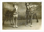 Portrait two dogs toymaker advertising texts Turman cigarettes by Anonymous