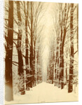Snowy lane in a park, possibly Amsterdam by Anonymous