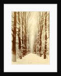 Snowy lane in a park, possibly Amsterdam by Anonymous