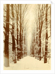 Snowy lane in a park, possibly Amsterdam by Anonymous