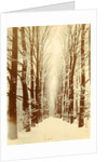 Snowy lane in a park, possibly Amsterdam by Anonymous