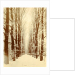 Snowy lane in a park, possibly Amsterdam by Anonymous