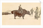 Man on a yak in Tibet by D.T. Dalton