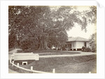 Driveway to a villa in the Dutch East Indies by Anonymous