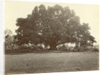 Indian people under a large tree in the Dutch East Indies by Anonymous