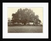 Indian people under a large tree in the Dutch East Indies by Anonymous