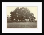 Indian people under a large tree in the Dutch East Indies by Anonymous