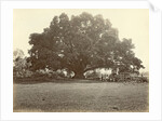 Indian people under a large tree in the Dutch East Indies by Anonymous