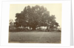 Indian people under a large tree in the Dutch East Indies by Anonymous