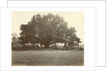 Indian people under a large tree in the Dutch East Indies by Anonymous