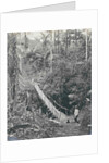 Sumatra indonesia, suspension bridge at Gunung Rintel by Carl J. Kleingrothe