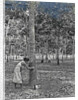 Sumatra indonesia rubber tapping woman by Anonymous
