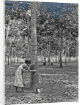 Sumatra indonesia rubber tapping woman by Anonymous