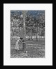 Sumatra indonesia rubber tapping woman by Anonymous