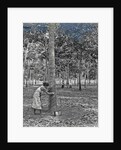 Sumatra indonesia rubber tapping woman by Anonymous