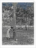 Sumatra indonesia rubber tapping woman by Anonymous