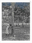 Sumatra indonesia rubber tapping woman by Anonymous