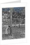 Sumatra indonesia rubber tapping woman by Anonymous
