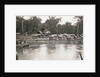 Sumatra indonesia ferry across river with bullock carts ashore by Anonymous