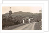 Java, Indonesia tea company Pamegatan in Garut by Anonymous