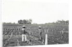 Men on field working on the first bibit, Sumatra by Anonymous