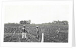 Men on field working on the first bibit, Sumatra by Anonymous