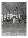 Java, Indonesia, gamelan orchestra at the Regent of Wonosobo, visite by Anonymous