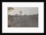 Sumatra indonesia view on tobacco field by Carl J. Kleingrothe