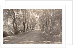 Sumatra indonesia, Medan and Amplas avenue, Indonesia by Anonymous