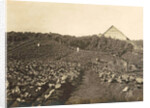 Sumatra, Bindjey estate (Deli Me.) Tobacco field after 80 days, Indonesia by Anonymous