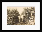 Sumatra, Bindjey estate (Deli Me.) Tobacco field after 120 days, Indonesia by Anonymous