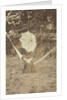 Portrait of a woman in a hammock with a parasol by Anonymous