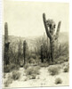 Giant Cactus in the desert near Tucson USA by Anonymous