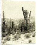 Giant Cactus in the desert near Tucson USA by Anonymous
