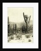 Giant Cactus in the desert near Tucson USA by Anonymous